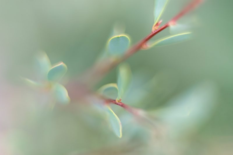 New Growth – Ltd Ed Print