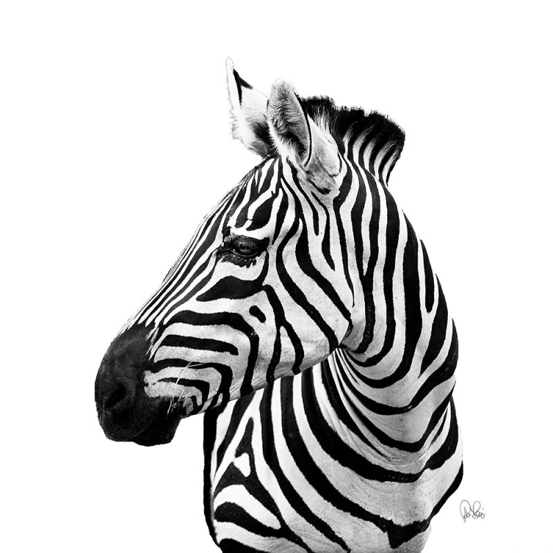 PJ 101 Zebra, Ltd Ed Print