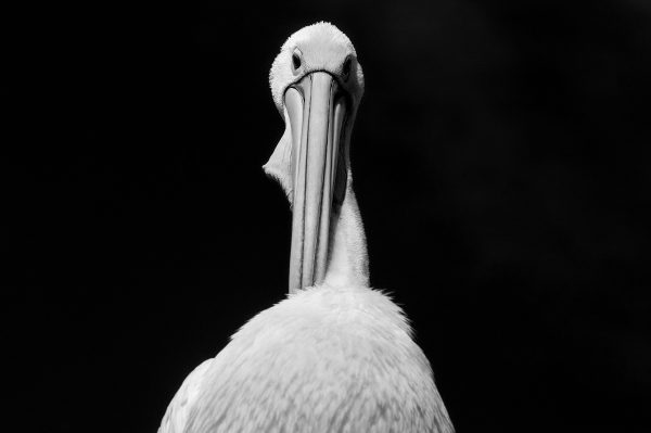 Pelican 1 Copy 3night 1 2