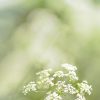 Queen Anne's Lace