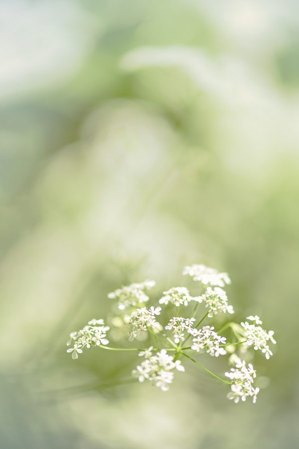 Queen Anne's Lace