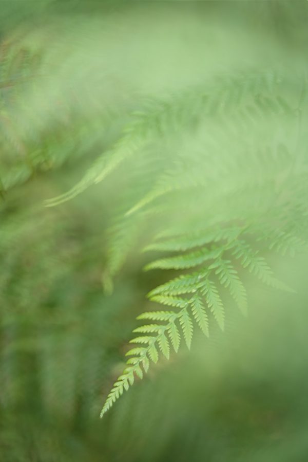 Rainforest Fern