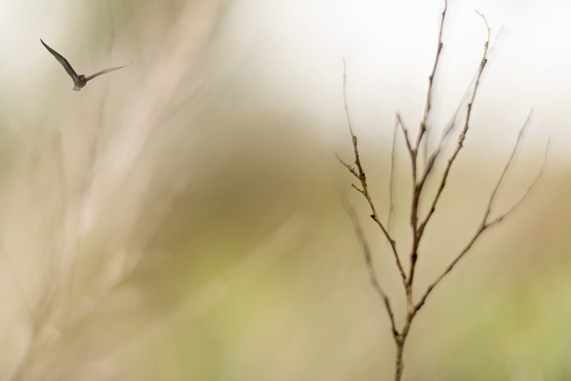 Searching – Ltd Ed Print