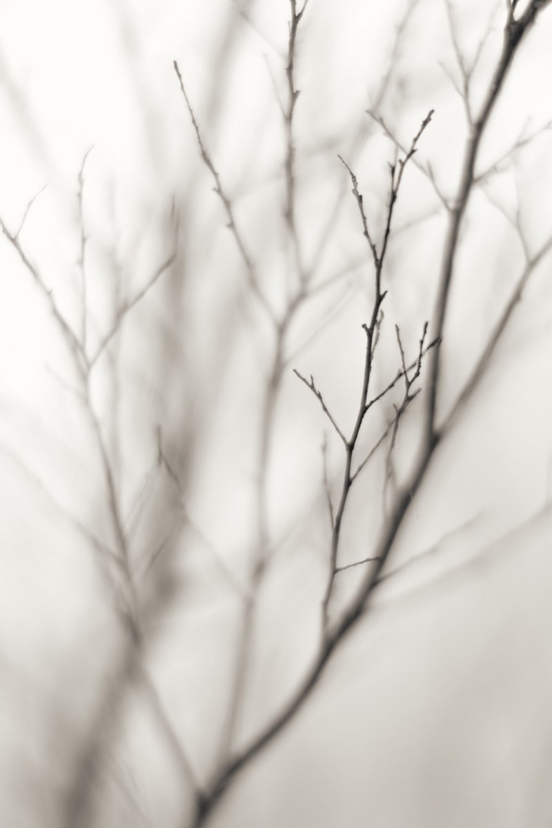 Still – Ltd Ed Print