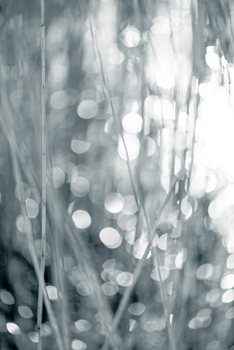 Sunlight and Reeds – Ltd Ed Print