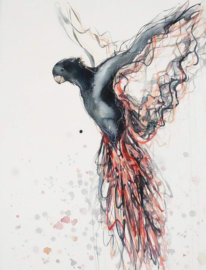 Flight of the Red Tailed Black Cockatoo