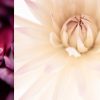Tulip Dahlia Diptych