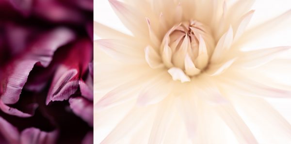 Tulip Dahlia Diptych