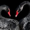 Twoblackswans