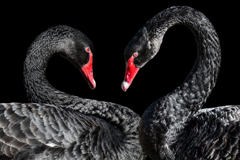 Two Black Swans