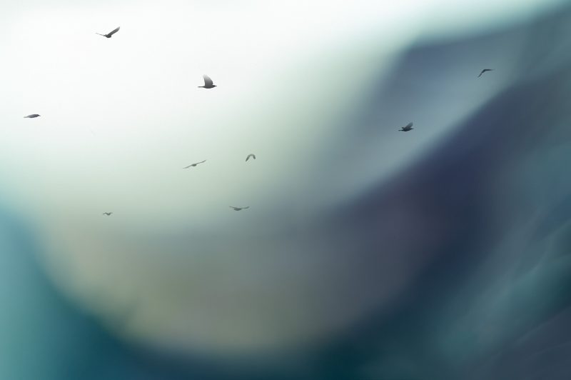 Winter Flight – Ltd Ed Print