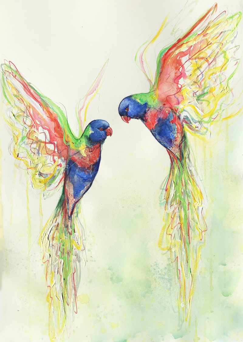 Rainbow Lorikeet Love