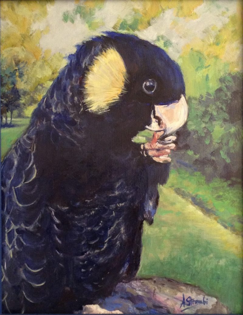 Black Cockatoo