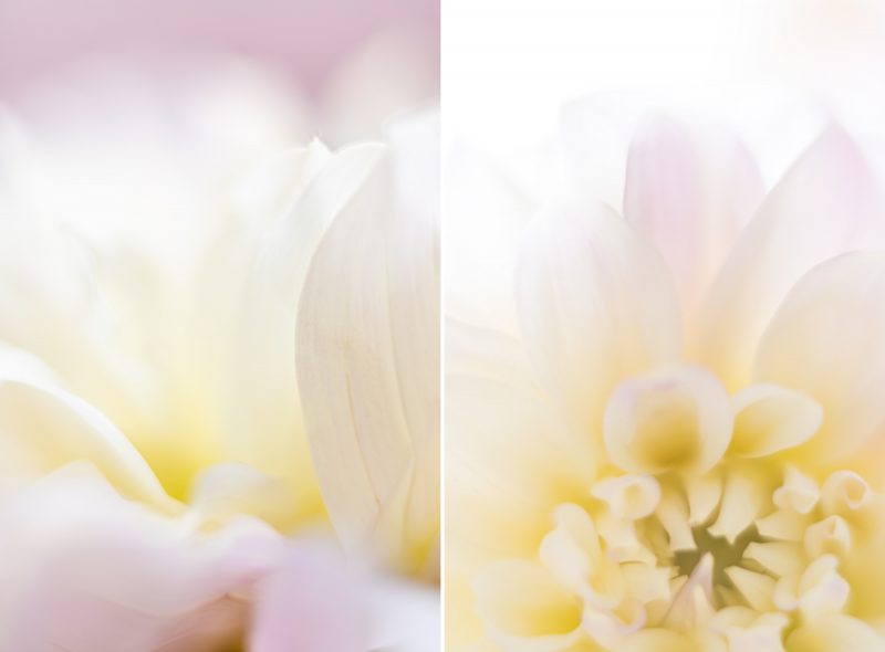Dahlia Diptych — Ltd Ed Print