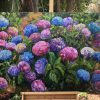 Marcella's Hydrangeas Studio View