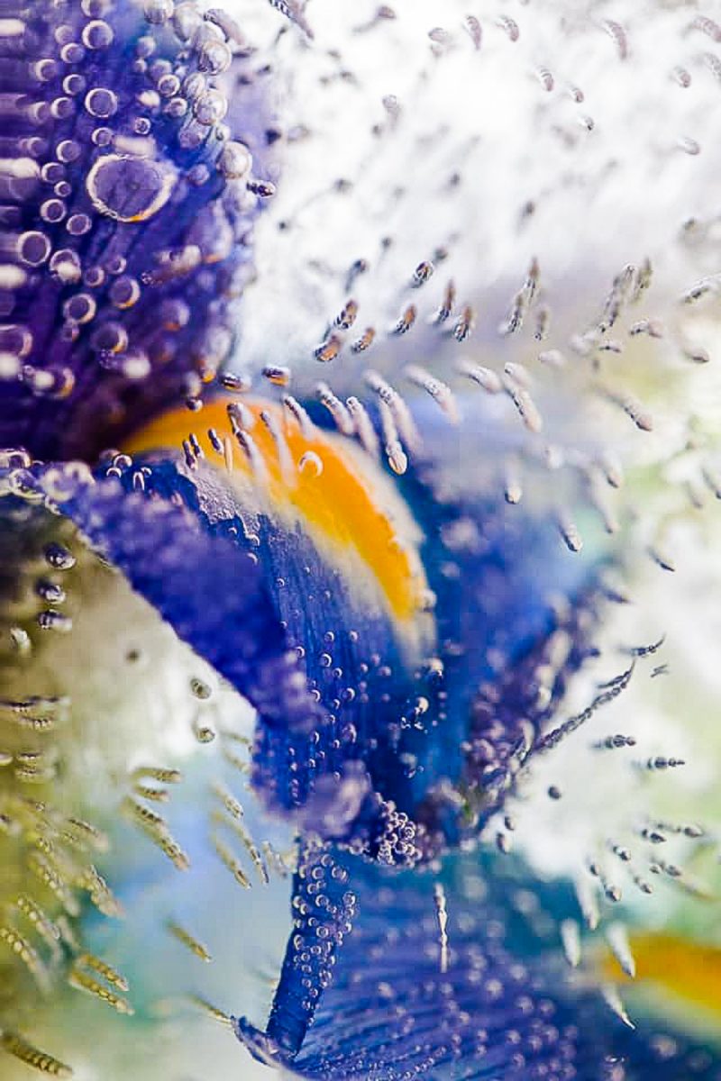 Ice Crystals  – Below Zero – Ltd Ed Print