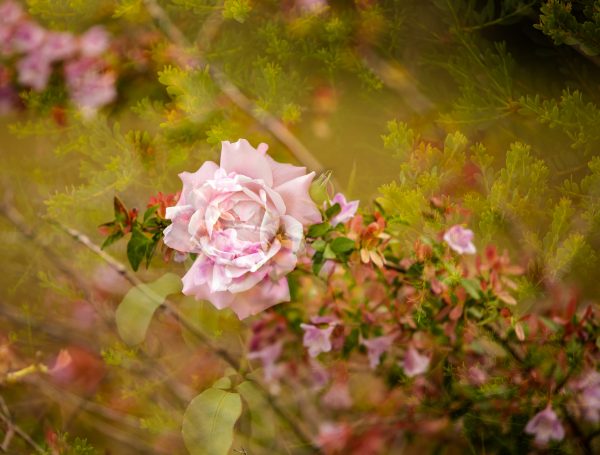 152614664 10158386209822885 4034775692941979311 O