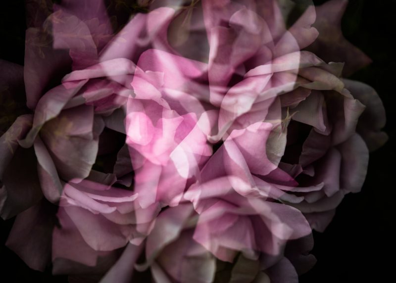 Whimsical Rose “Garden of Love” series – Ltd Ed Print