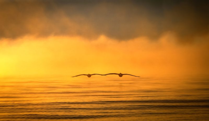 Pelican Dawn
