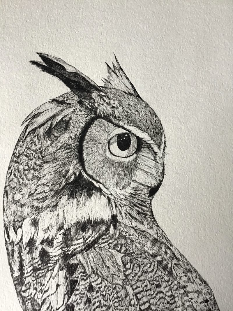 Owl