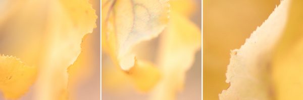 Apricot Leaf Triptych