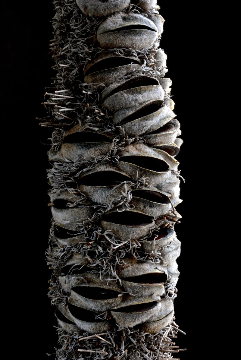 Banksia Pod Ltd Ed Print