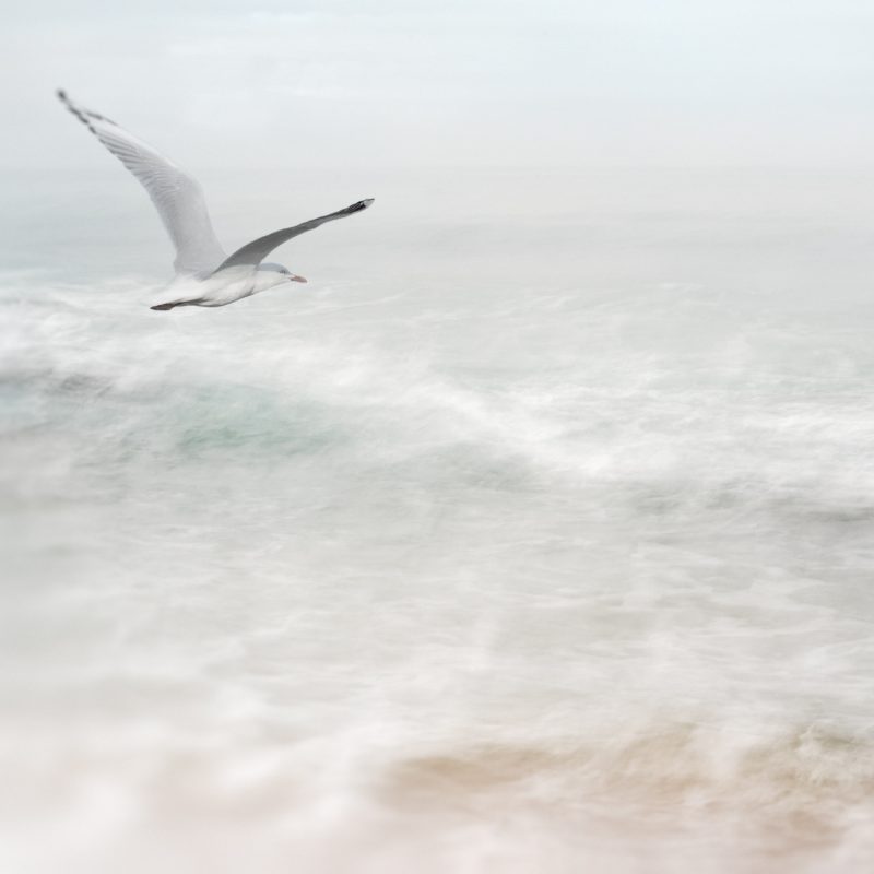 Flying Free — Ltd Ed Print