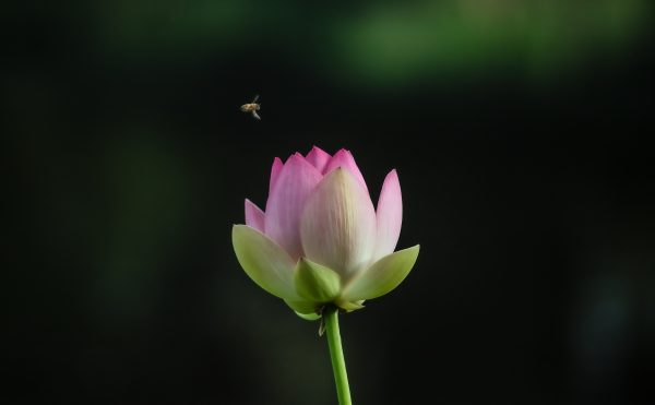 Lillee Bee 4night 1 3