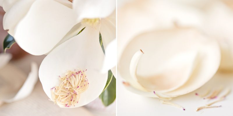 Magnolia Details Diptych – Ltd Ed Print