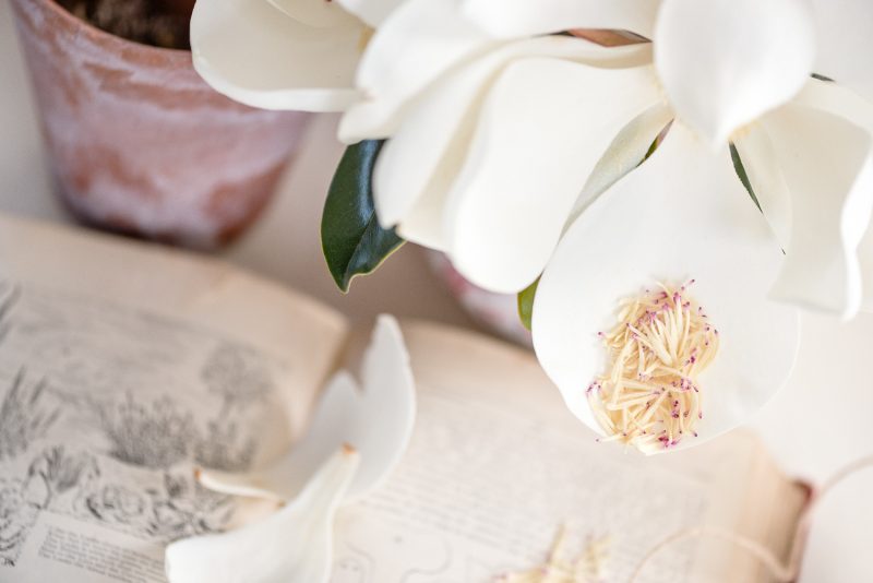 Magnolia Garden Book Still Life 1 — Ltd Ed Print