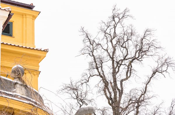 Munich Winter Branches