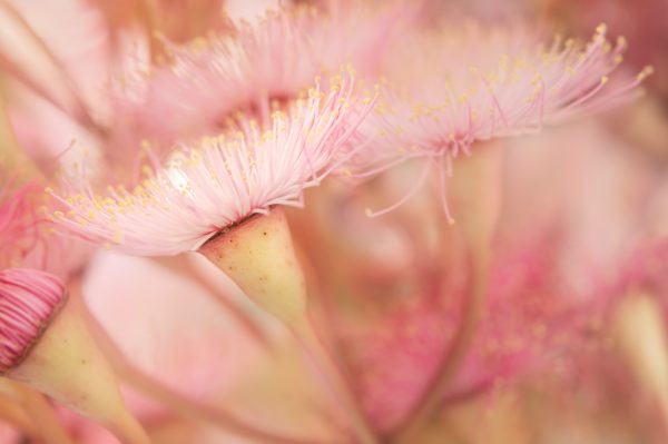 Pink Eucalyptus Blossom