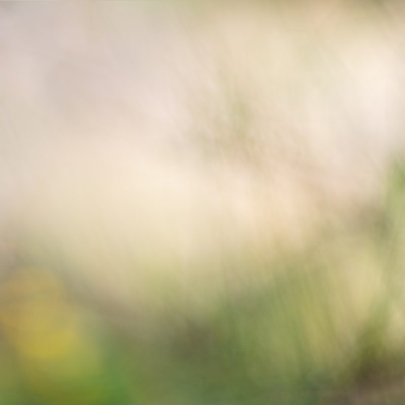 Quiet Clearing — Ltd Ed Print