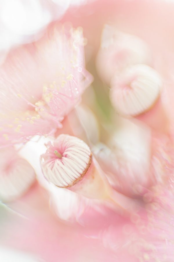 Soft Eucalyptus Blossom