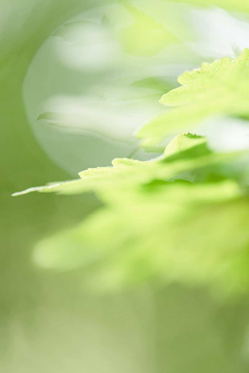 Woodland Light – Ltd Ed Print