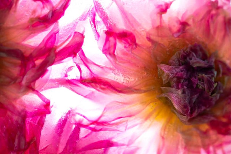 Sunshine Dahlia – Below Zero Ltd Ed Print