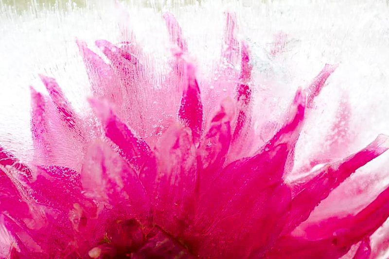 Dahlia Queen- Below Zero Ltd Ed Print