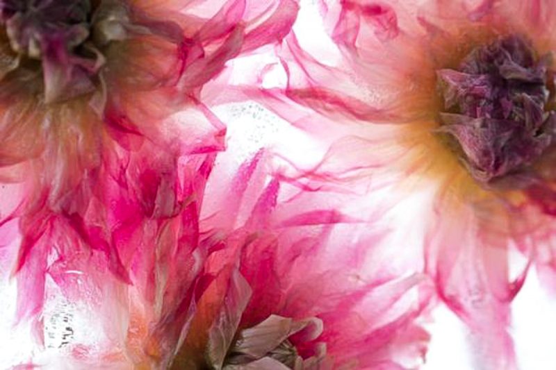 Friendship Dahlia – Below Zero Ltd Ed Print