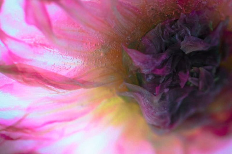 Dreamy Dahlia – Below Zero, Ltd Ed Print