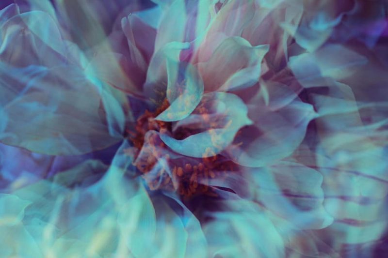 Dreamscape Dahlia  “Garden of Love” series – Ltd Ed Print