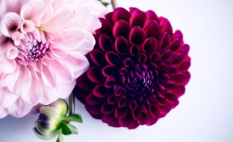 Pom Pom Dahlia’s   “Garden of Love” series – Ltd Ed Print