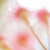 Abstract Pink Gum Blossoms