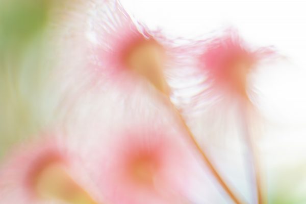 Abstract Pink Gum Blossoms