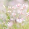 Pink Flannel Flower Landscape