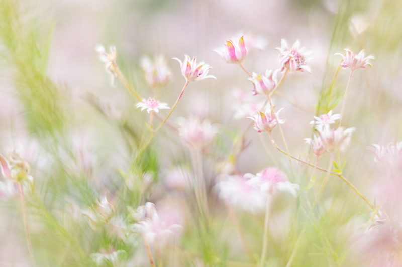 Pink Flannel Flower Landscape – Ltd Edition Print