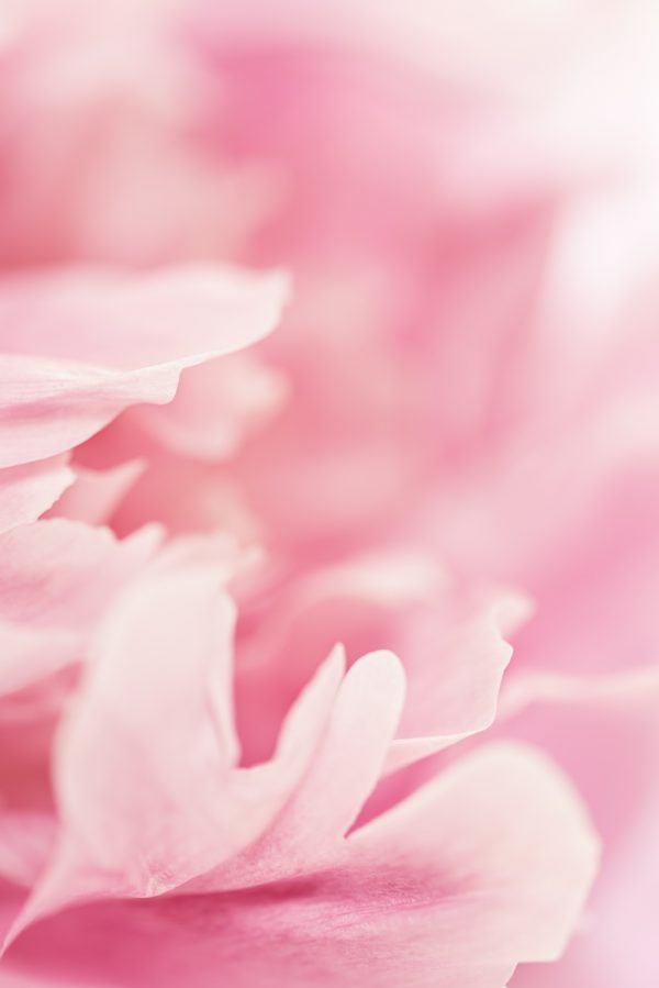 Pink Peony Detail