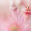 Pink Eucalyptus Blossom Buds