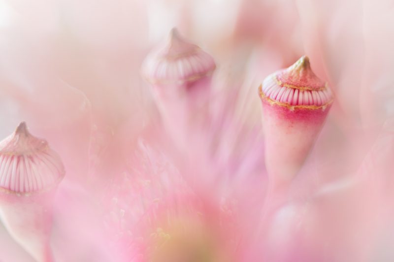 Pink Eucalyptus Blossom Buds – Ltd Ed Print