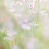Pink Flannel Flowers