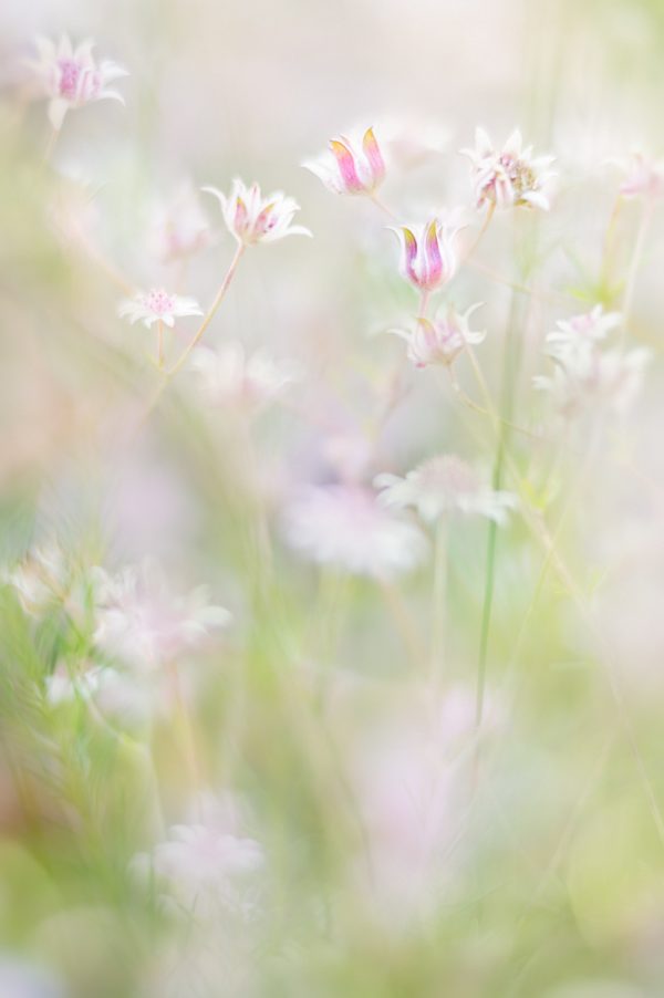 Pink Flannel Flowers